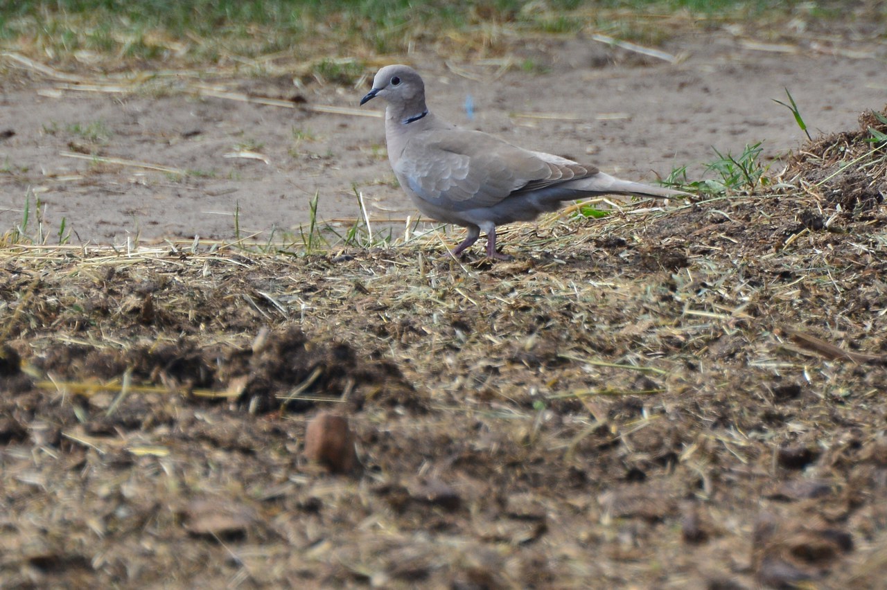 Streptopelia decaocto Streptopelia decaocto
